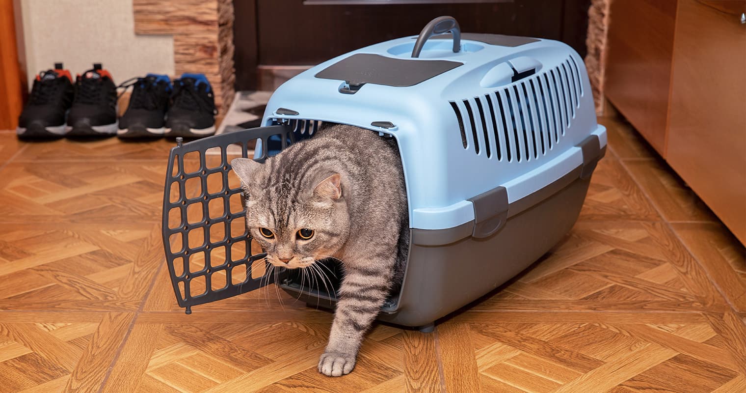 How Long Does It Take a Cat to Adjust to a New Home?