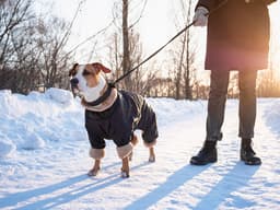 Does Your Dog Need a Winter Coat?