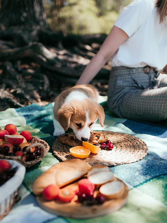 The Best Fruits for Dogs to Eat