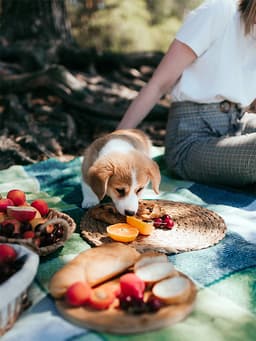 The Best Fruits for Dogs to Eat