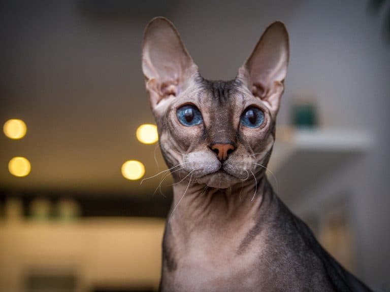 hairless Donskoy