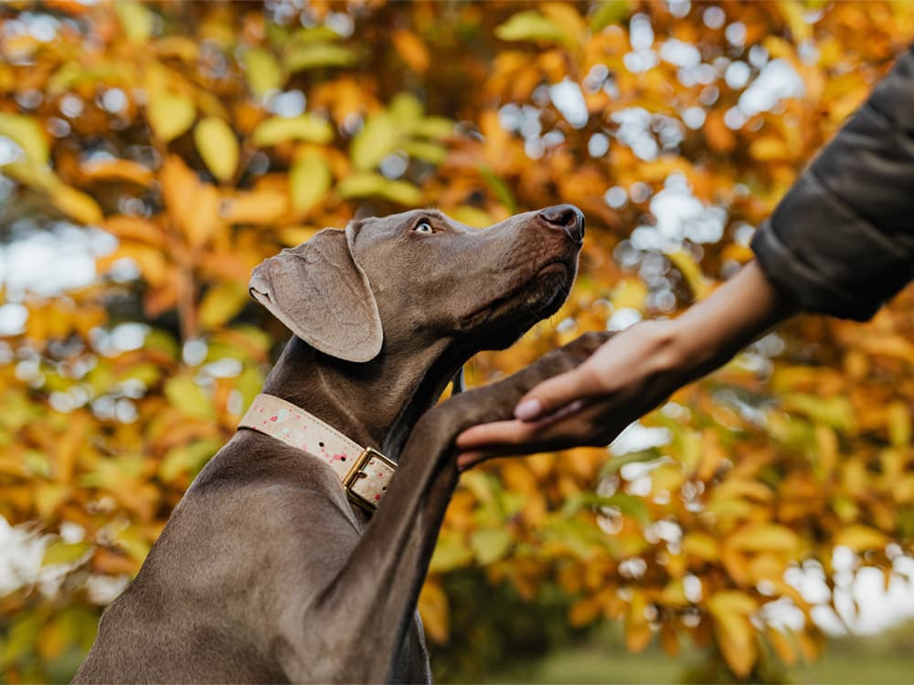 Do Dogs Follow Bad Advice — Or Ignore It?