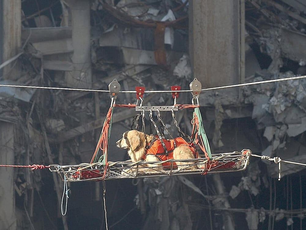 Honoring the Heroic Rescue Dogs of 9/11
