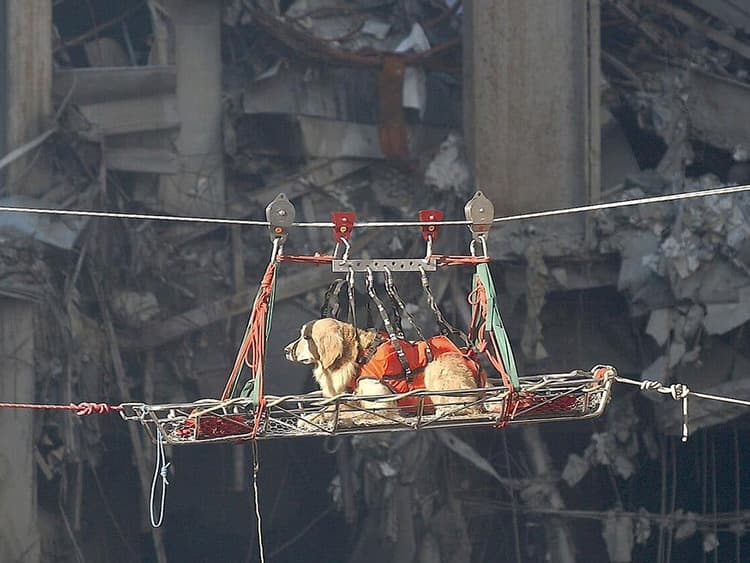 Honoring the Heroic Rescue Dogs of 9/11