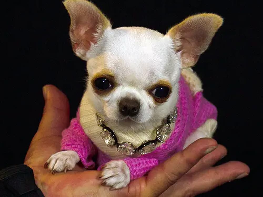 A Tiny Chihuahua Has Broken the Guiness World Record For Shortest Dog Alive
