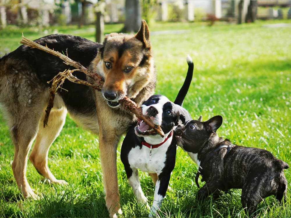 Some Like It Rough: Playing vs. Fighting