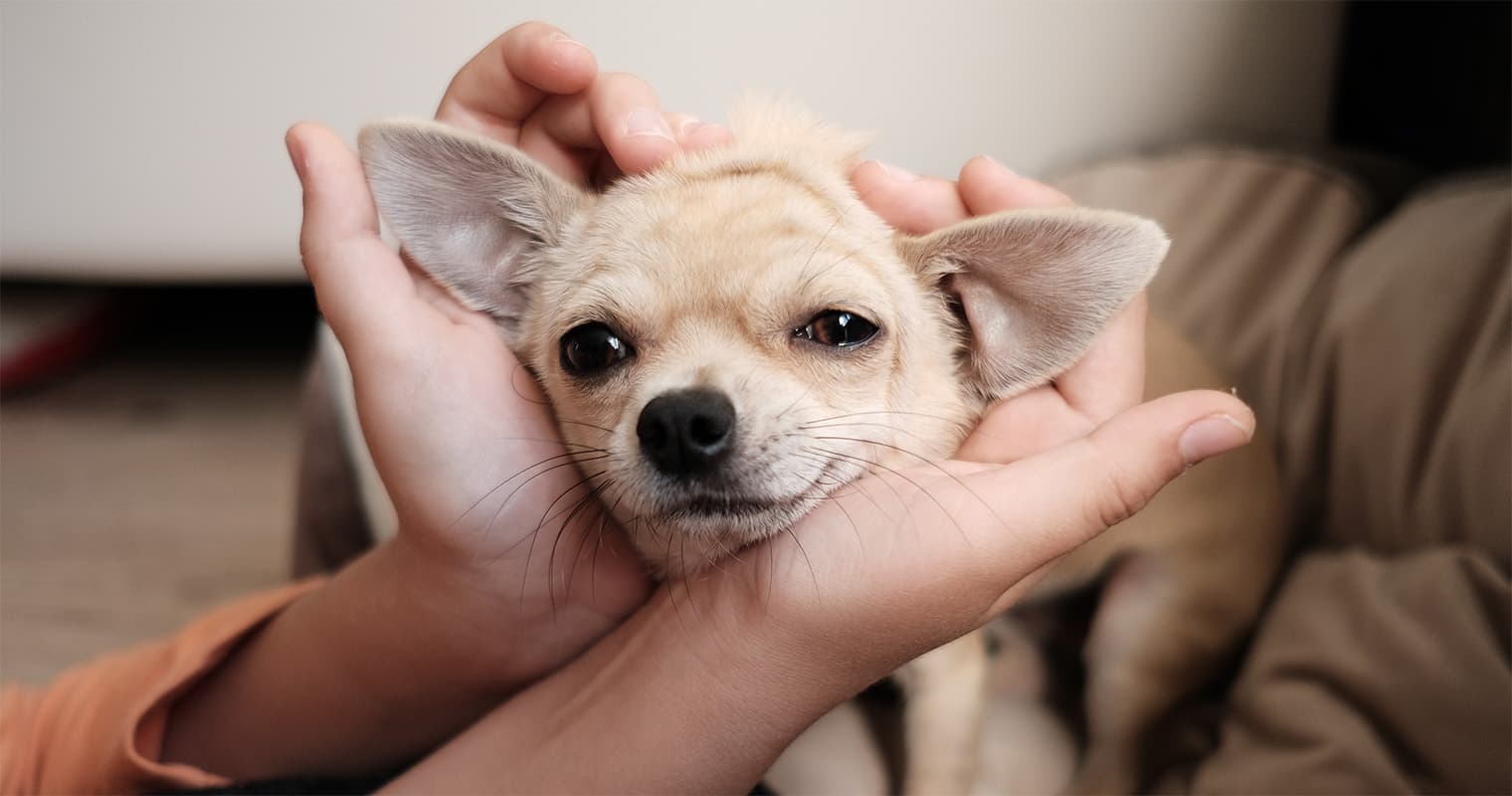 How Long Does It Take a Chihuahua to Get Used to a New Home?