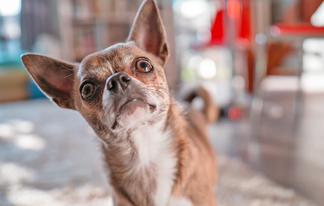 Where Can I Put a Chihuahua Up for Adoption?