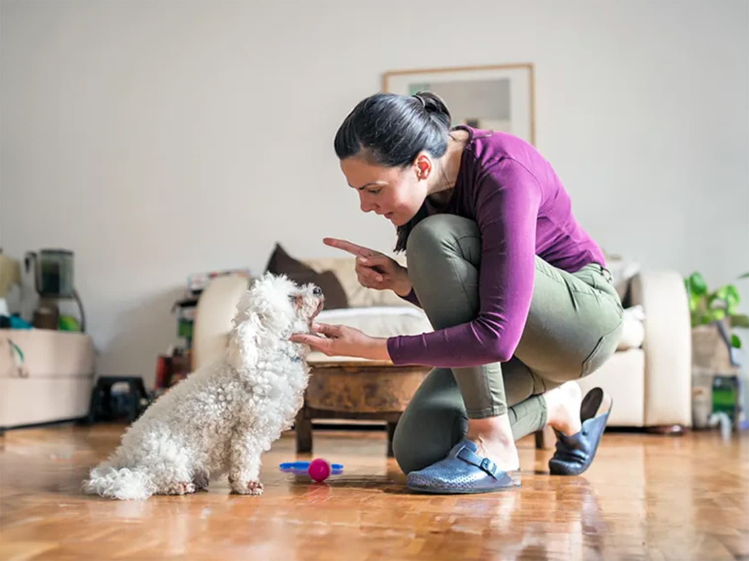 Can You Train An Aggressive Dog?