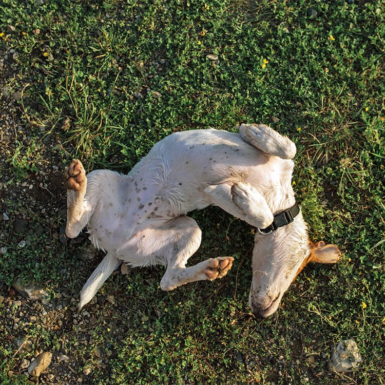 Do Dogs Really Do a “Contentment Ceremony” When They’re Happy?