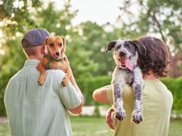 Here’s When Your Puppy Can Be Around Other Dogs