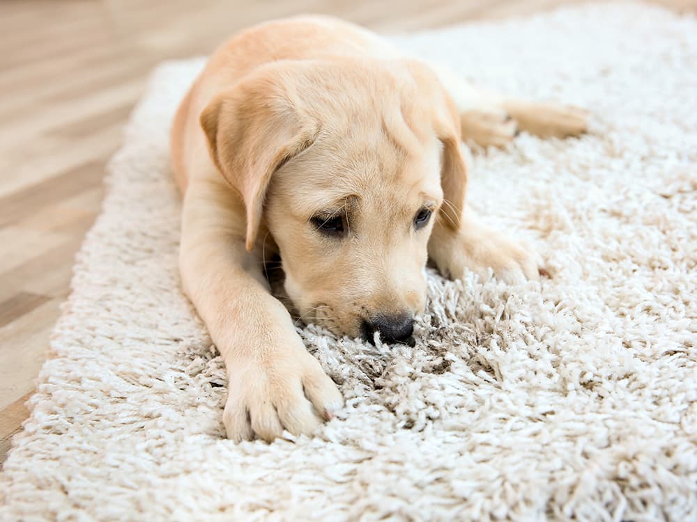 How to Be a First Responder to Pet-Stain Emergencies