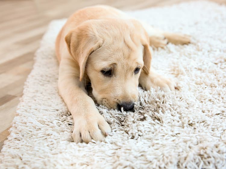 How to Be a First Responder to Pet-Stain Emergencies