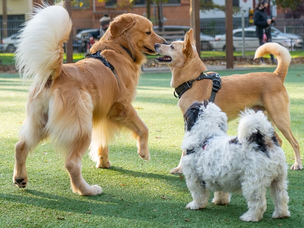 12 Signs You Shouldn’t Take Your Dog to the Dog Park