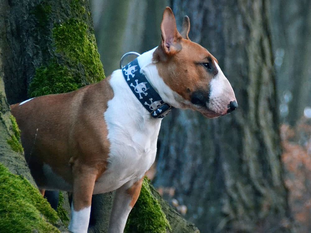 Bull Terrier