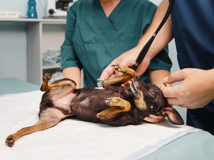 What to Expect At the Emergency Vet