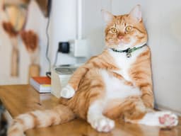 How Tech Helps Cats Lose Weight