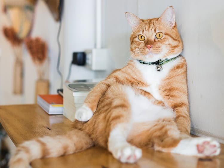 How Tech Helps Cats Lose Weight