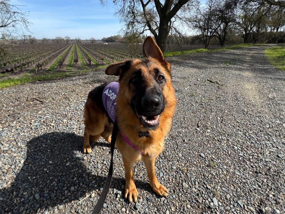 front street animal shelter's german shepherd out with volunteer