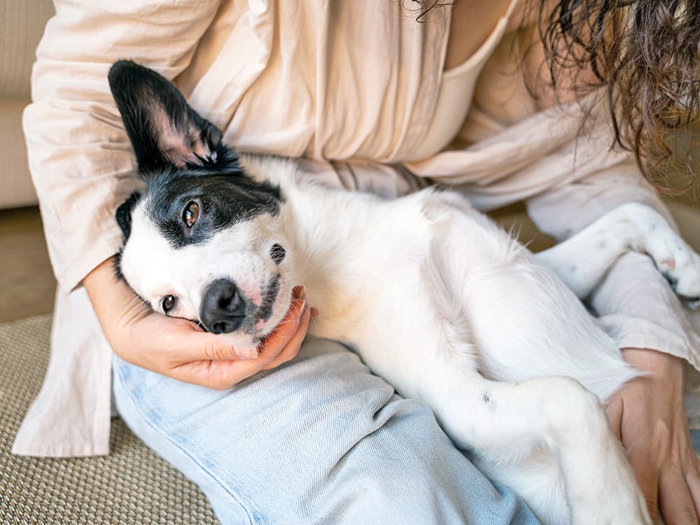 Is Your Pet Actually Stressed Out, or Are You Just Projecting?