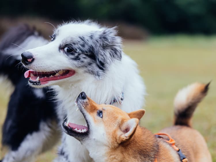 How to Recognize the Signs of Dog Aggression