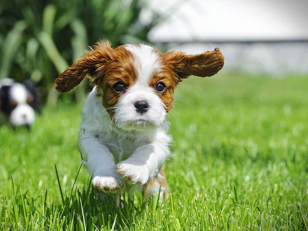 Parvovirus: How to Identify and Treat Parvo Symptoms in Puppies