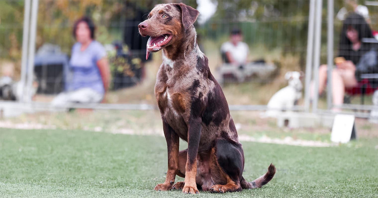 Can I Drop My Catahoula Leopard Dog Off at an Animal Shelter?