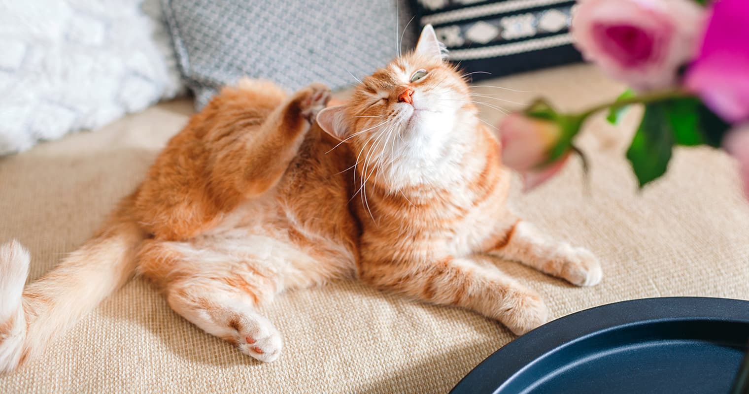 How Do Indoor Cats Get Fleas?