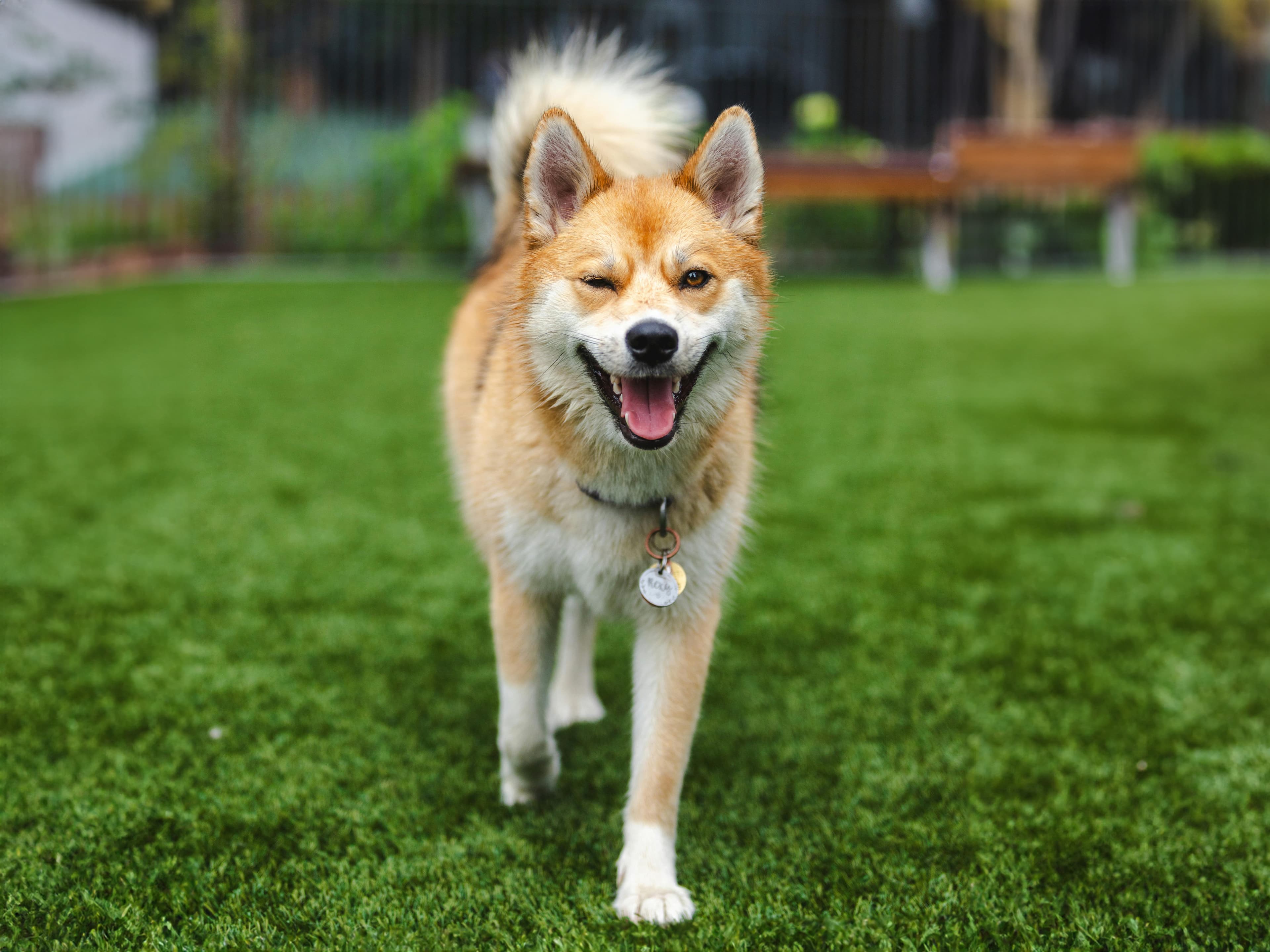 possible shiba husky mix
