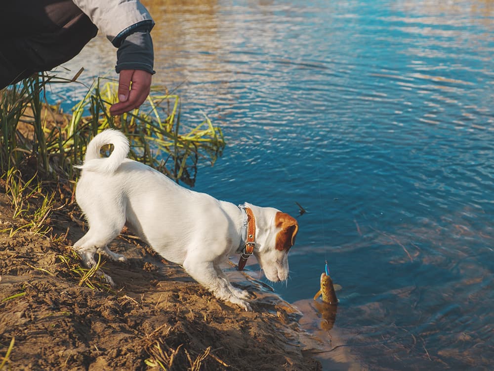 Salmon Poisoning Disease in Dogs