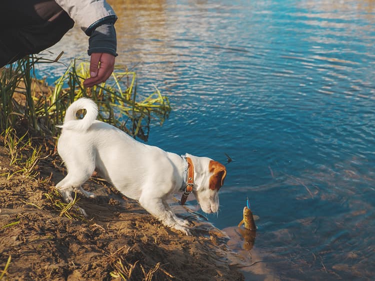 Salmon Poisoning Disease in Dogs