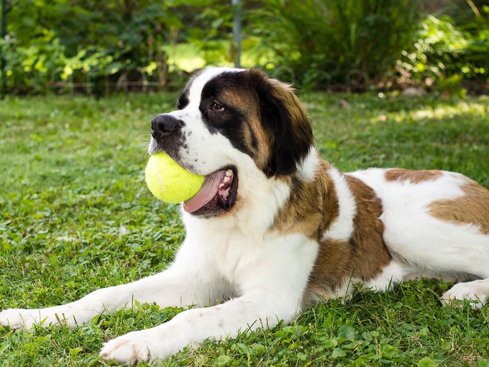 St. Bernard