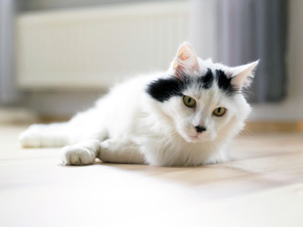 black and white Turkish Angora lying on the floor