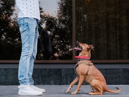How to Teach Your Dog to “Back Up”