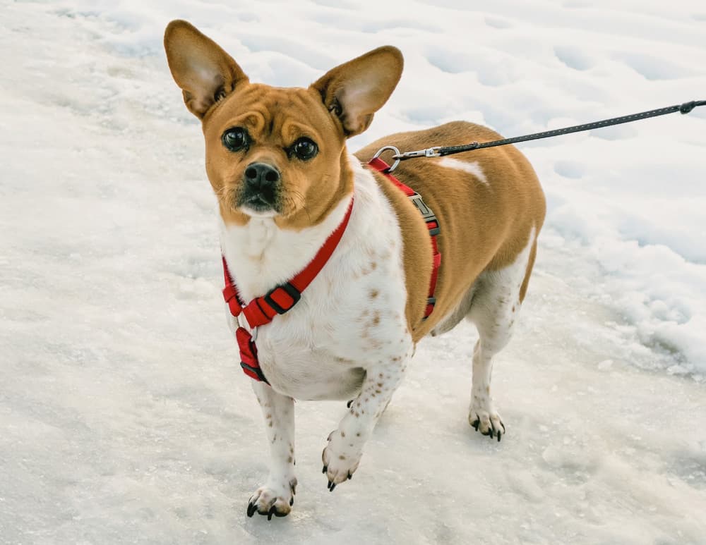 Brown and white dog walks behind a leash