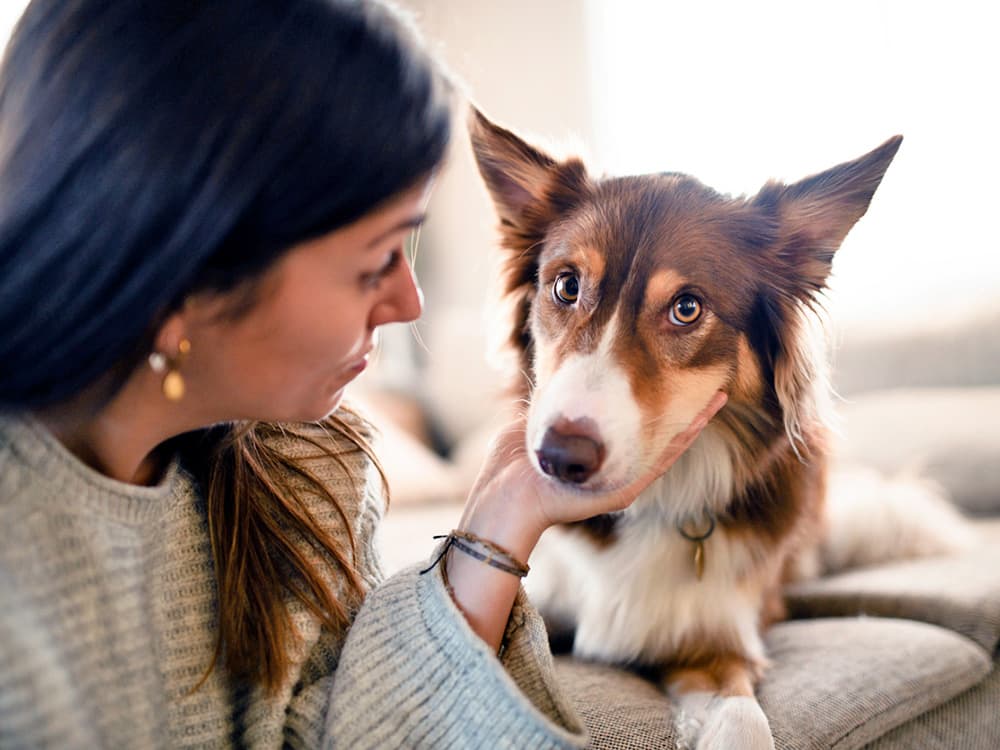 6 Reasons Why Your Dog Might Still Stink Even After a Bath—and How to Fix That