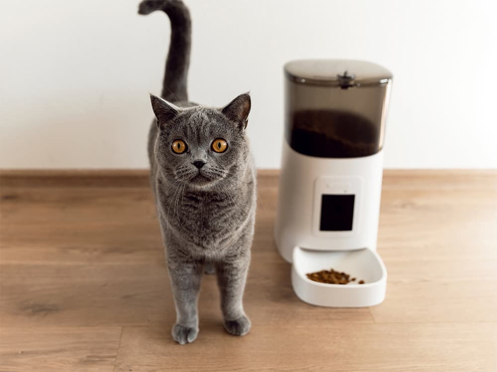 cat standing near food bowl