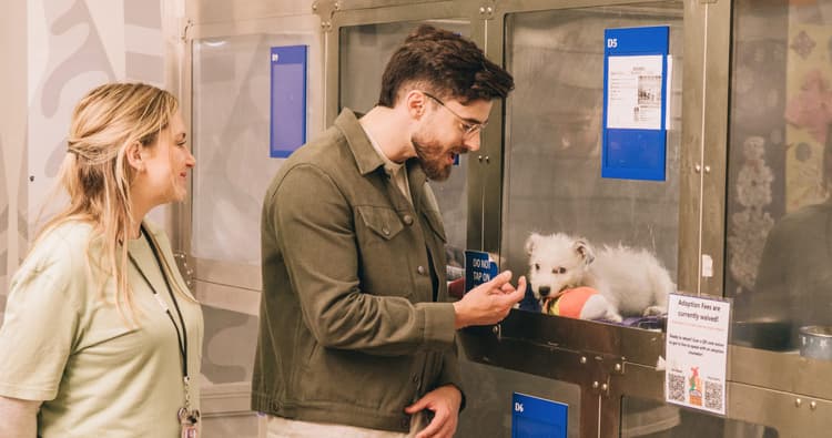 Why Does Adopting a Pet Cost So Much?
