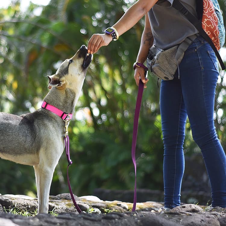 Why Your Dog Needs a Martingale Collar