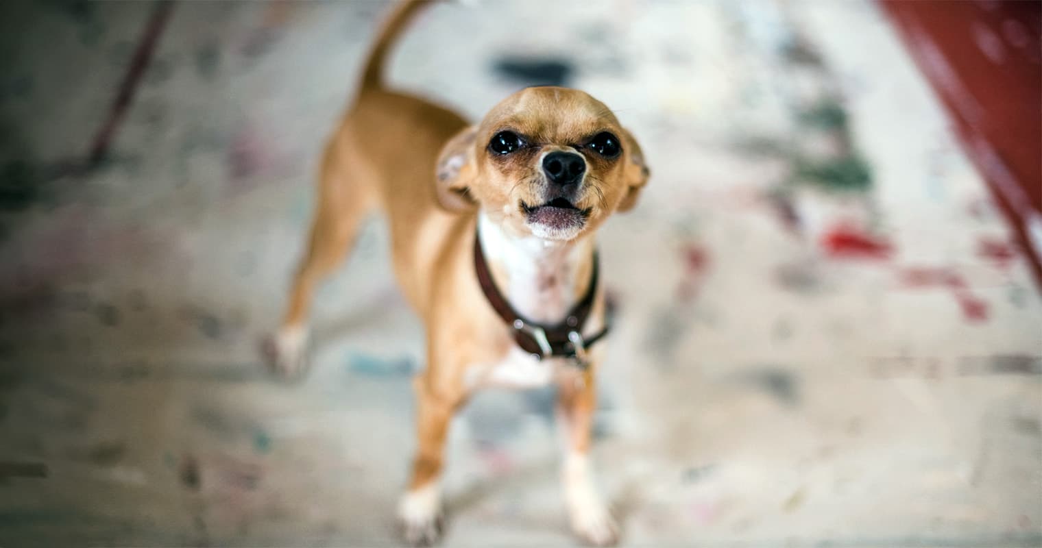 How to Get Your Dog to Stop Barking