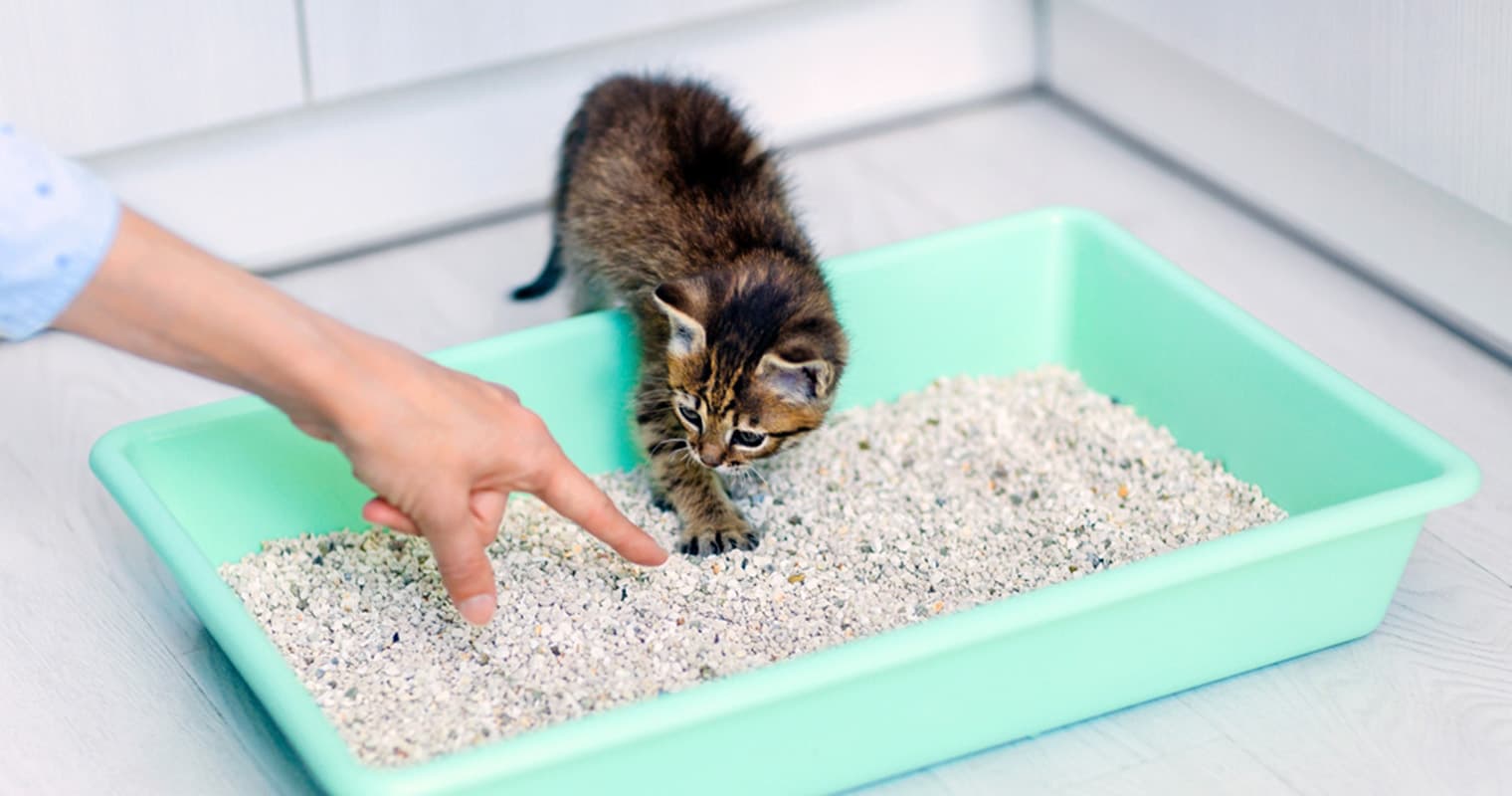 How Come My Cat Won’t Use The Litter Box?