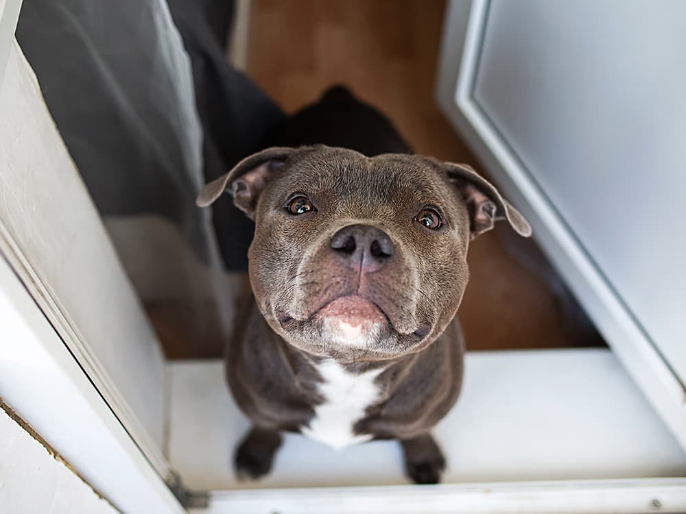Staffordshire Bull Terrier