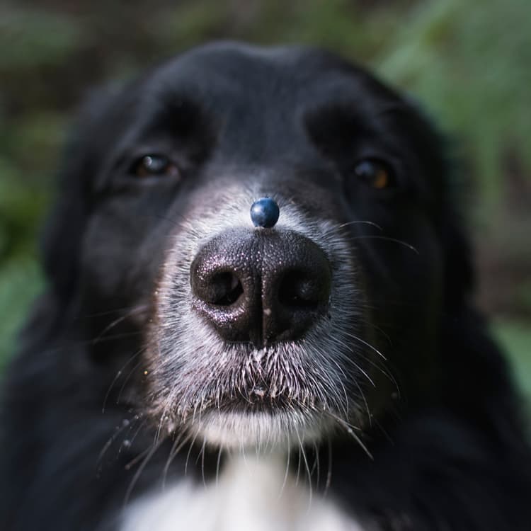 Can Dogs Eat Blueberries?