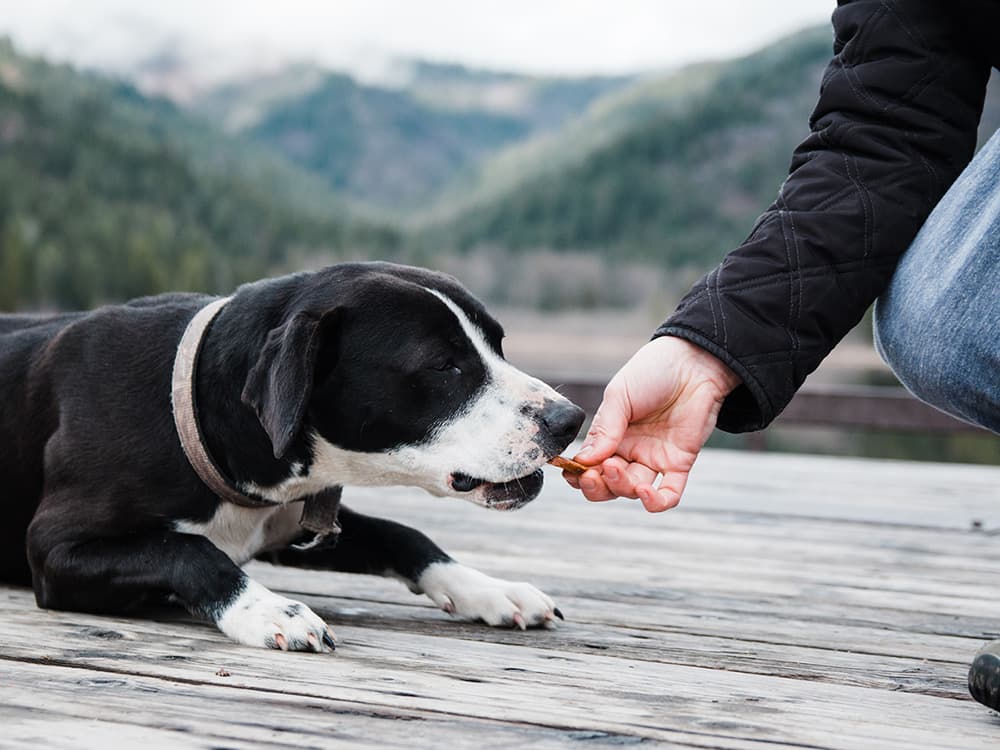Homemade Chicken Jerky Dog Treats