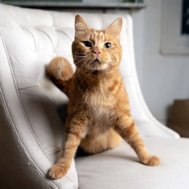 “Wobbly Cat Syndrome” Is All Over the Internet—But What Are These Cats Really Like?