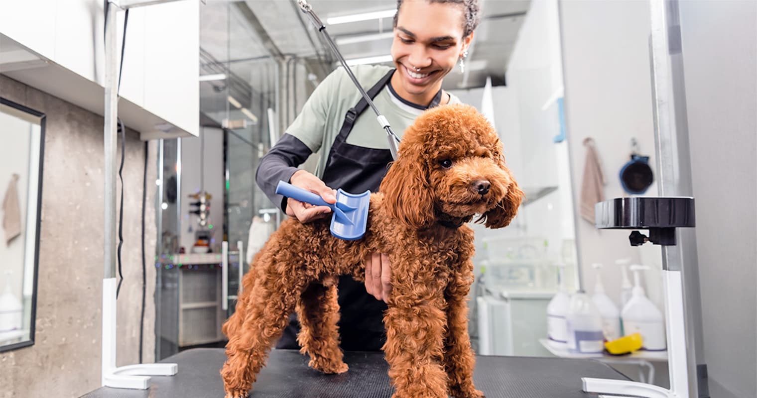 How Much Does Dog Grooming Cost in 2026?