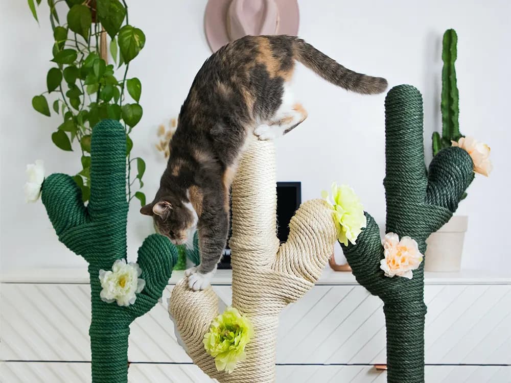 Cat playing on catcus cat scratcher