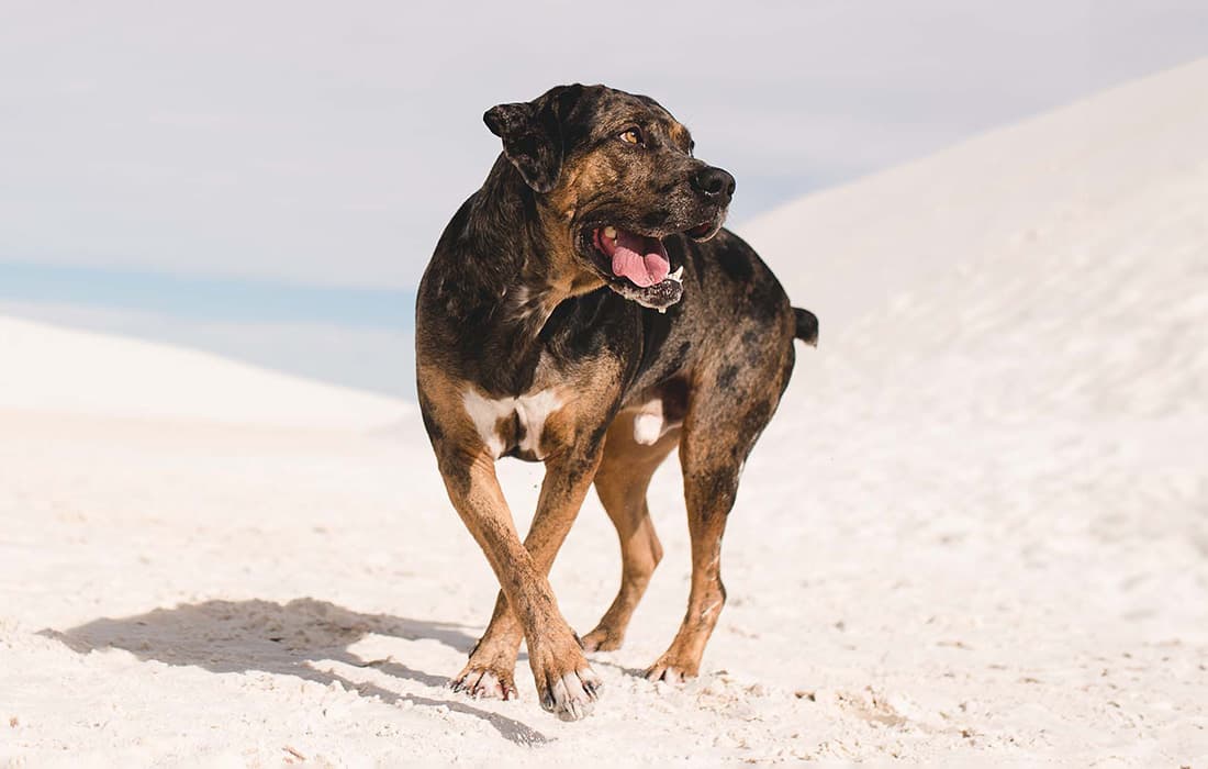 How Do I Give Up My Catahoula Leopard Dog?