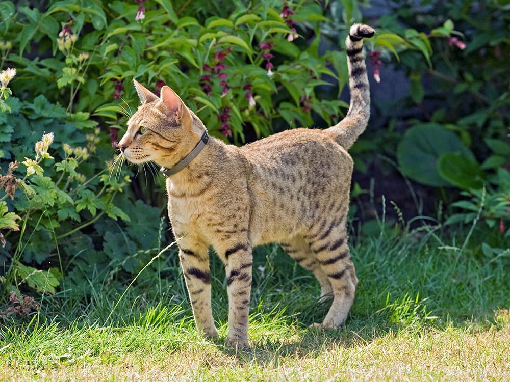 Serengeti cat outside.