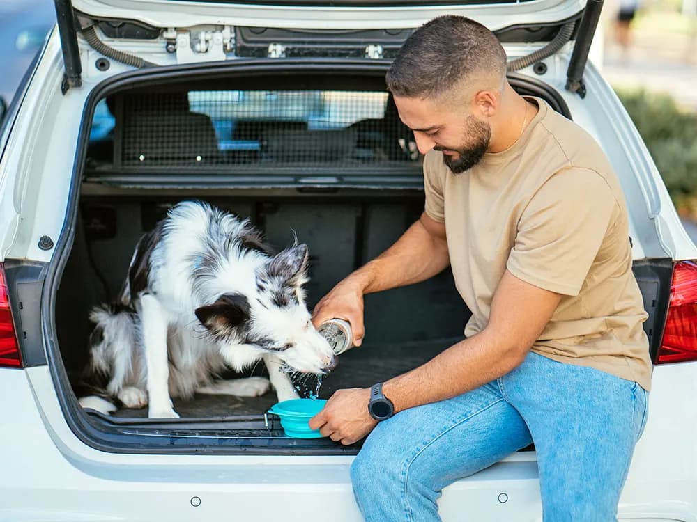 man giving his border collie dog water in the back trunk of a suv